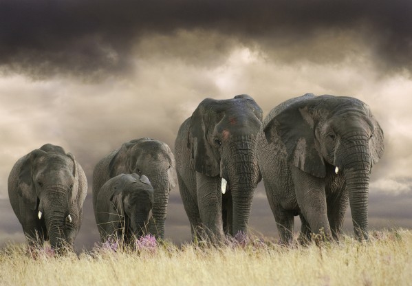Five big ones by Photure